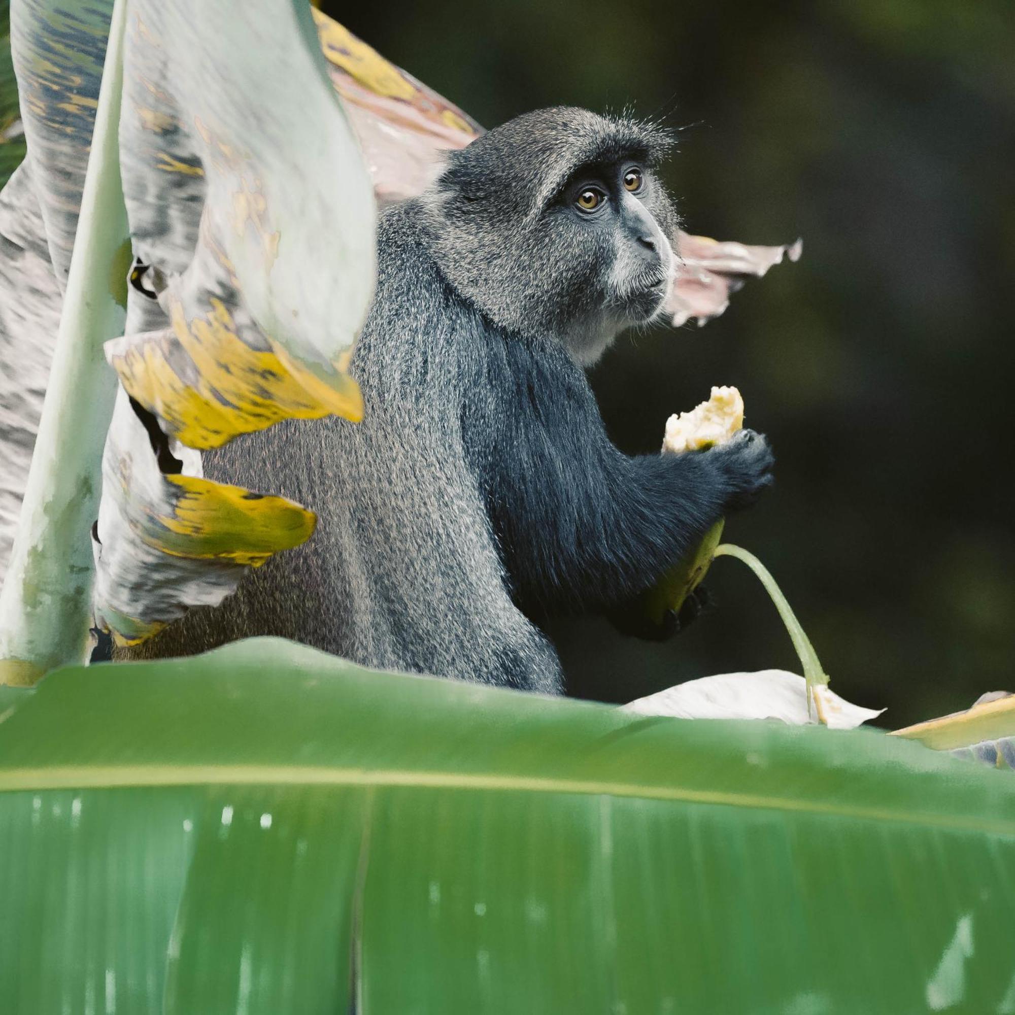 Aishi Machame Villa Moshi Ngoại thất bức ảnh